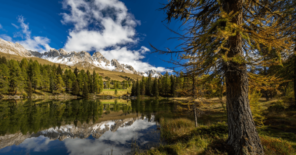 Bergsee in den Alpen im Herbst mit Spiegelung der schneebedeckten Gipfel und gelben Lärchen im klaren Wasser.