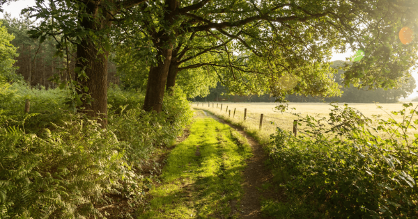 Ein sonniger Waldweg, der gesäumt von alten Eichen und Farnen an einer weiten Wiese entlangführt.