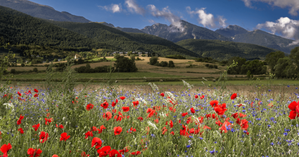 Ein blühendes Mohnblumenfeld mit roten und blauen Wildblumen vor einer Kulisse aus grünen Hügeln und Bergen unter blauem Wolkenhimmel.