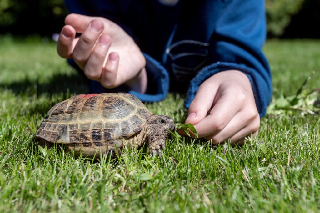 child feeds domestic turtle walking outdoors grass (1) (1)